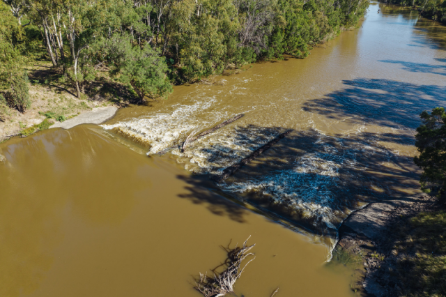Photo of a brown river flowing over a shallow cascade, fringed by trees.
